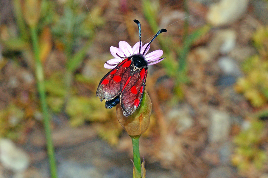 Zygaena corsica?